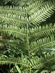 Pteris catoptera