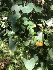 Cissampelos torulosa