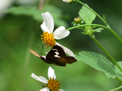 Seseria formosana