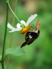 Seseria formosana