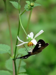 Seseria formosana