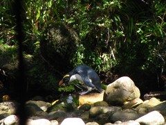 Eudyptes pachyrhynchus