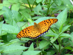 Argynnis hyperbius hyperbius