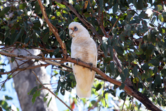Cacatua pastinator