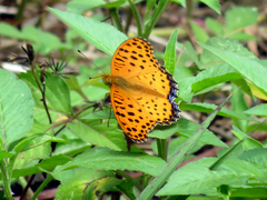 Argynnis hyperbius hyperbius