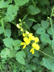 Argyrolobium tomentosum
