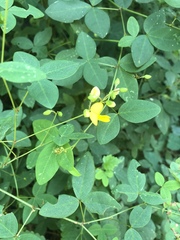 Argyrolobium tomentosum