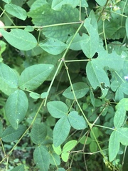 Argyrolobium tomentosum