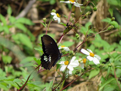 Papilio castor formosanus