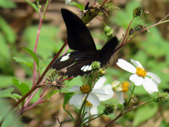 Papilio castor formosanus
