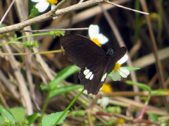 Papilio castor formosanus
