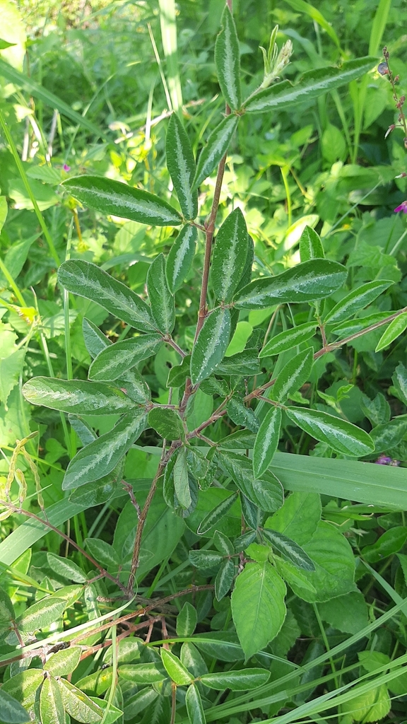 creeping beggarweed from Inanda Farm, Iqadi, 4309, South Africa on ...