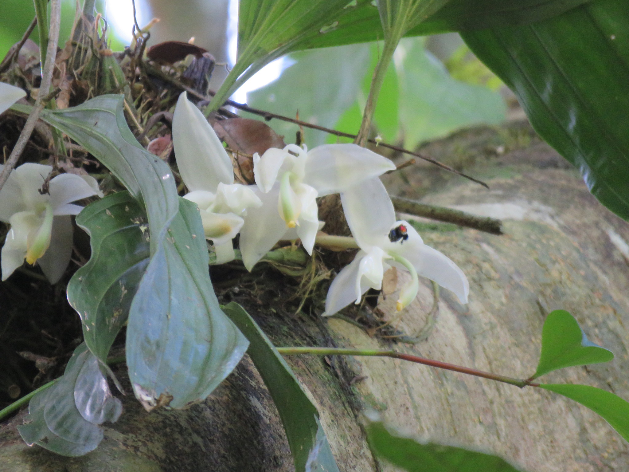 Snow White Stanhopea (Stanhopea candida)