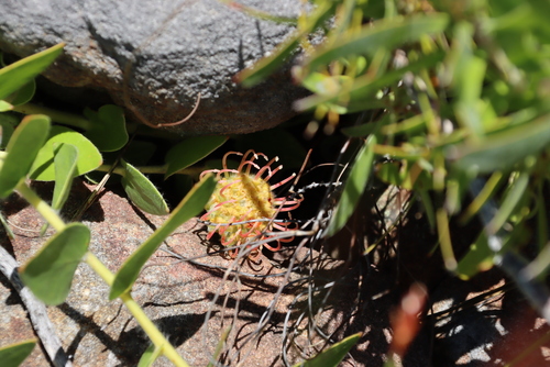 Image of Leucospermum cordatum by (c) Tony Rebelo, some rights reserved (CC BY-SA)