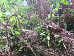 Brassavola