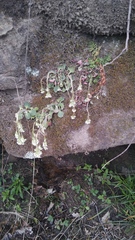 Micranthes virginiensis