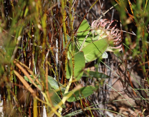Heartleaf Pincushion (Leucospermum cordatum)