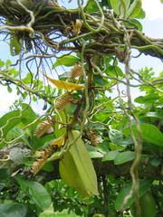 Campylocentrum aromaticum