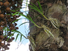 Catasetum longifolium