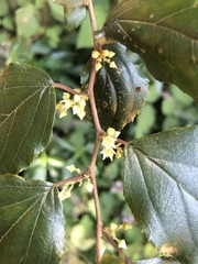Itea rhamnoides