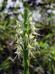 Habenaria melvillei
