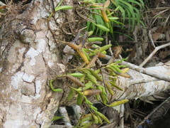 Epidendrum rigidum