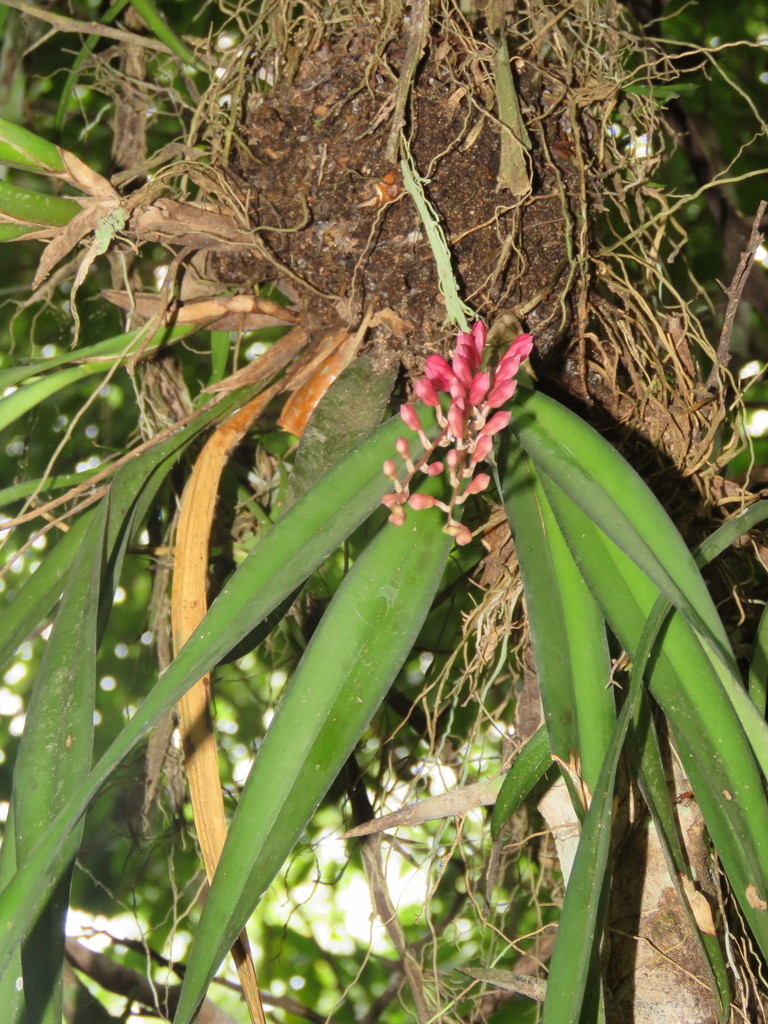 Rodriguezia carnea