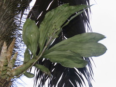 Catasetum