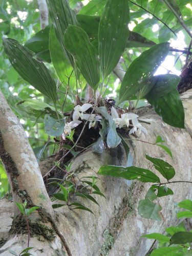 Stanhopea candida, photograph 1