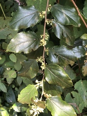 Itea rhamnoides