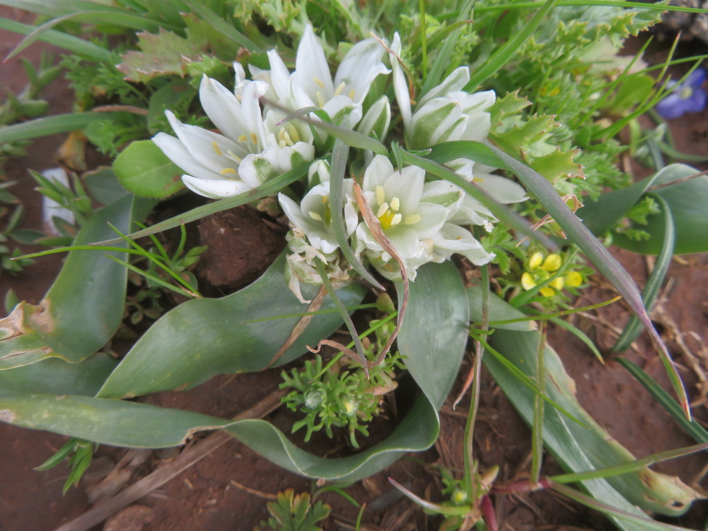 Lance-leaved Star of Bethlehem