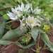 Lance-leaved Star of Bethlehem - Photo (c) יאיר אור, some rights reserved (CC BY-NC-SA), uploaded by יאיר אור