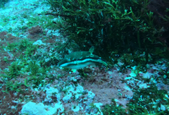 Canthigaster callisterna