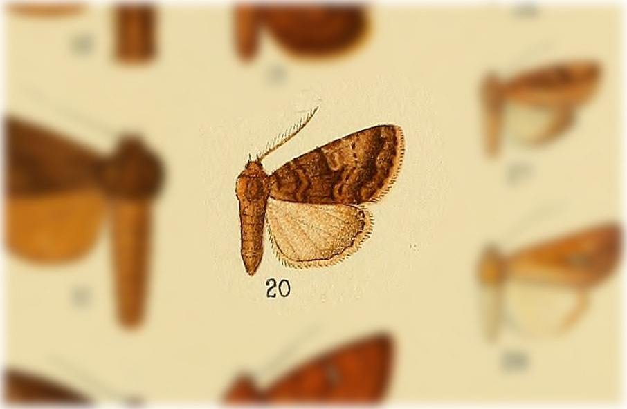 Macapta psectrocera