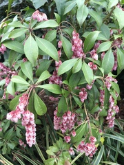 Pieris japonica