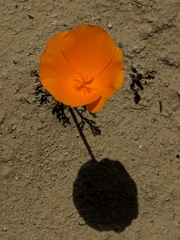 Eschscholzia lemmonii