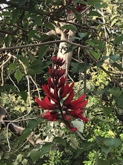 Erythrina corallodendron