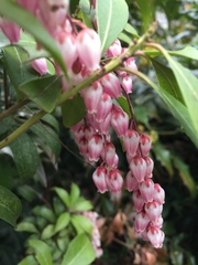 Pieris japonica