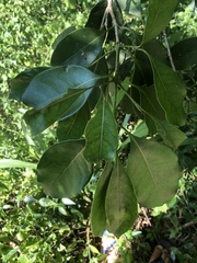 Chionanthus peglerae