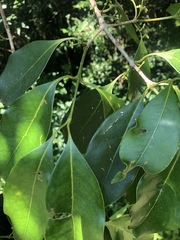 Chionanthus peglerae