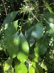 Chionanthus peglerae