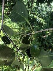 Chionanthus peglerae