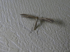 Pterophorus innotatalis