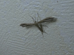 Pterophorus innotatalis