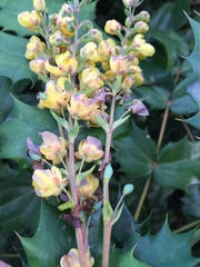 Berberis bealei