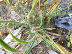 Pelargonium coronopifolium