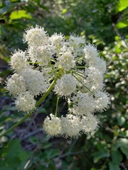 Cicuta douglasii