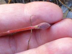 Pelargonium coronopifolium
