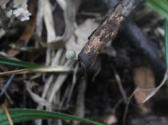 Mycena tenuispinosa