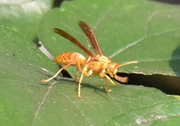 Arabian paper wasp from Tara Devi Harakh Chand Kankaria Jain College ...